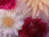 Four frozen dahlias ✿ Fine Art Print