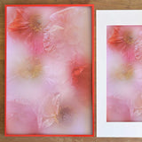 Frozen Icelandic Poppies in the mist ✿ Fine Art Print