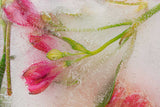 Lasting friendship ✿ Fine Art print