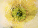 Yellow Eye ✿ Fine Art Print